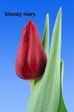 Tulipány (Holandské)