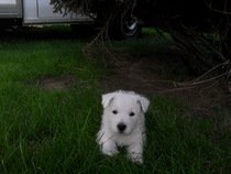 west highland white terrier