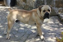 Prodej štěňat Boerboel