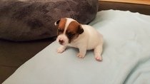 JACK RUSSELL TERIER