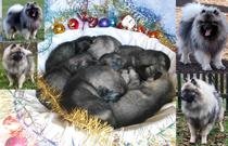 Keeshond / německý špic vlčí štěňata s PP