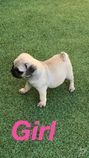 Krásné Pure Pug Puppys