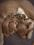 Caracal a Savannah, Serval a ocelot koťata k 