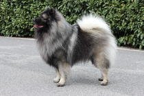 Německý vlčí špic keeshond štěňata s PP