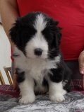 Bearded collie