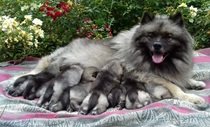 Německý špic vlčí Keeshond prodám štěňata sPP