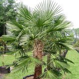 Trachycarpus fortunei Naini Tal - naklíčené