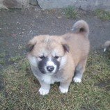 Akita-Inu nádherná fenka