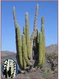 Pachycereus pringlei - semena