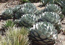 Agave Parryi - semena