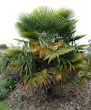 Trachycarpus fortunei - sazenice