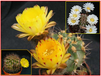 Kaktus Acanthocalycium směs druhů - semena