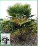 Palma Trachycarpus Fortunei - Stratifikovaná 