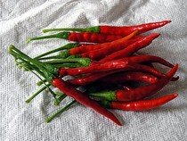 Chilli de Arbol - semena