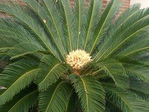  10 x naklíčené semeno Cycas Revoluta - Cycas