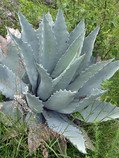 80 x semena Agave temacapulinensis Zvýhodněná