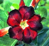 Adenium Obesum Black Fire Balení obsahuje 5 s