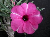 semena adenium obesum diamond ring