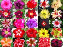Zvýhodněná sada semen adenium obesum -  mix 