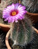 Kaktus Thelocactus bicolor RCH 292 