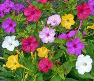 100 x semena Mirabilis Jalapa Nocenka mix 