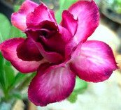 Adenium Obesum Double violet