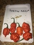 Chilli papriky semena