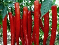 Chilli Top product