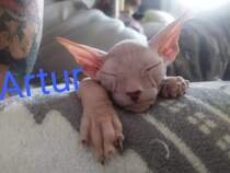 Don sphynx