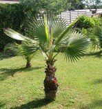 sazenice palma Washingtonia robusta