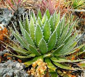 Sazenice Agave horrida subsp. horrida 'Mexcal