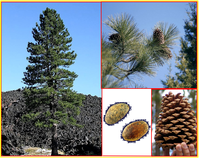 sazenice Borovice Jeffreyova - Pinus Jeffreyi