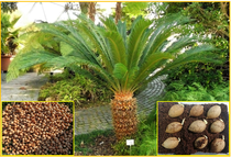 sazenice Cycas Revoluta