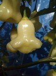 Chilli Aji white fantasy