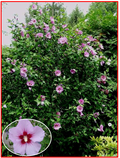 Hibiscus Syriacus L - Ibišek syrský fialový -