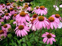 Echinacea Purpurea - Třapatka nachová-semena